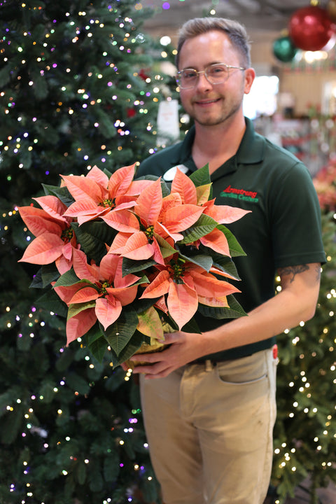 Poinsettia Pink Champagne
