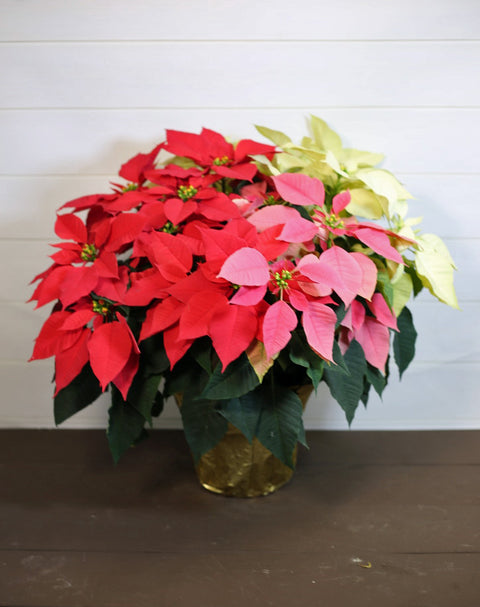 Poinsettia Trio – Red, Pink & White