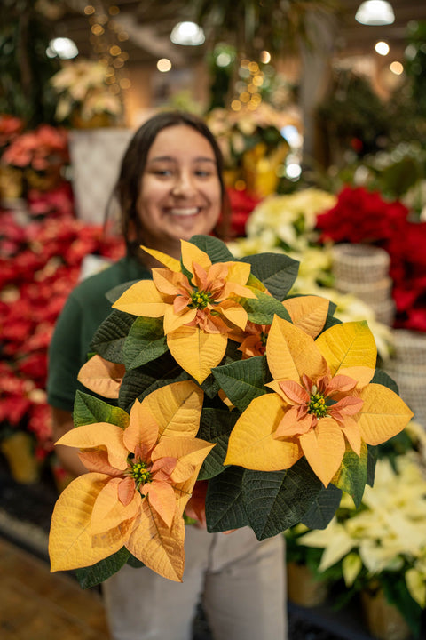 Poinsettia Autumn Leaves