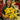 Poinsettia Golden Glo