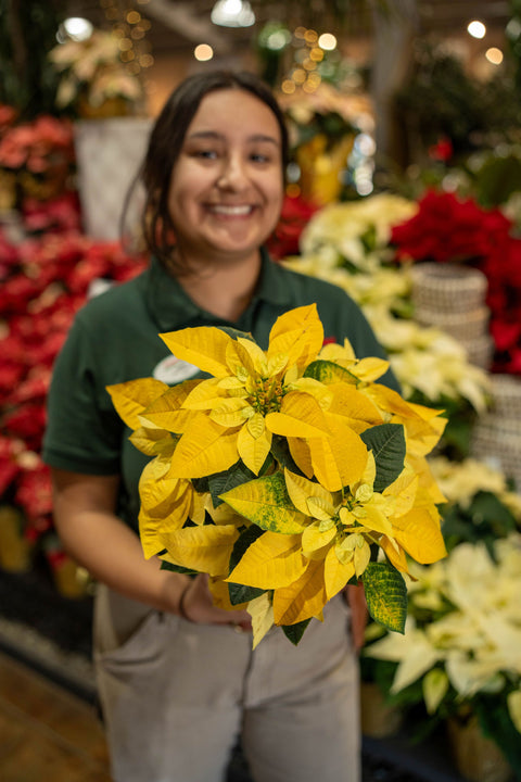 Poinsettia Golden Glo