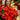 Poinsettia Norwin Orange
