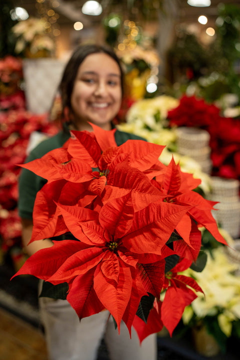 Poinsettia Norwin Orange