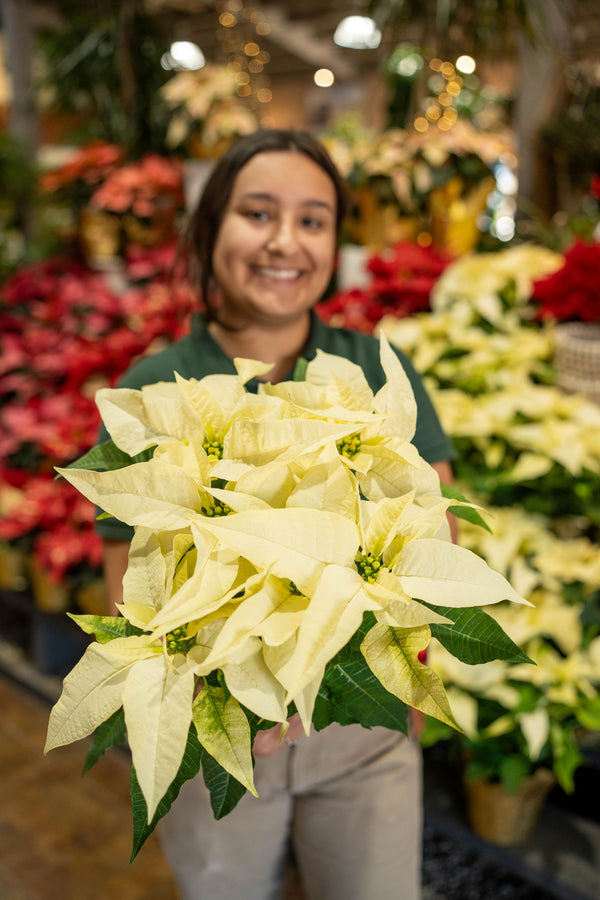 Poinsettia White