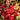 Poinsettia Country Quilt