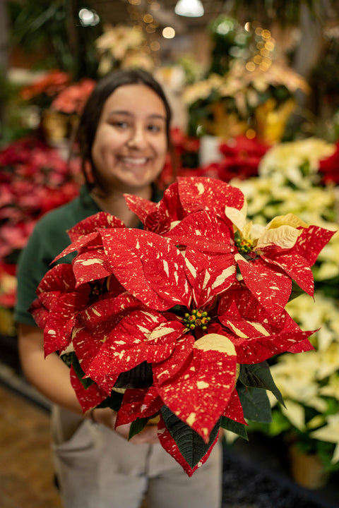 Poinsettia Country Quilt
