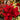 Poinsettia Red