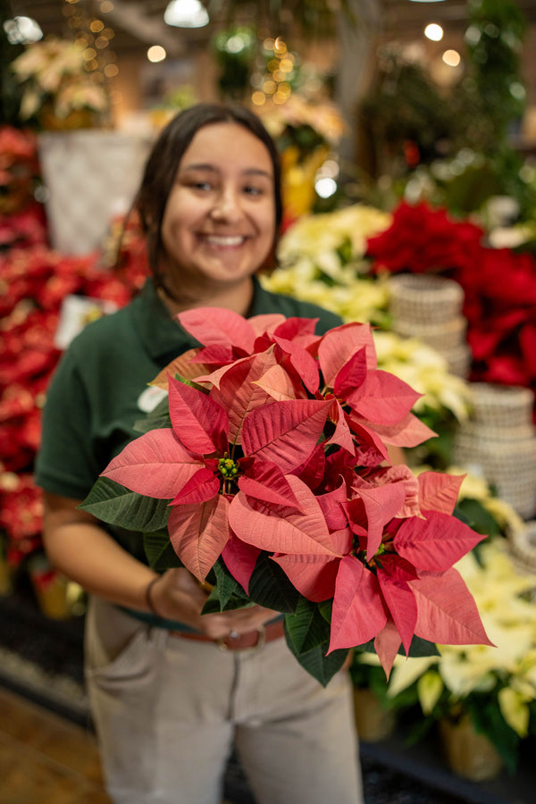 Poinsettia Pink