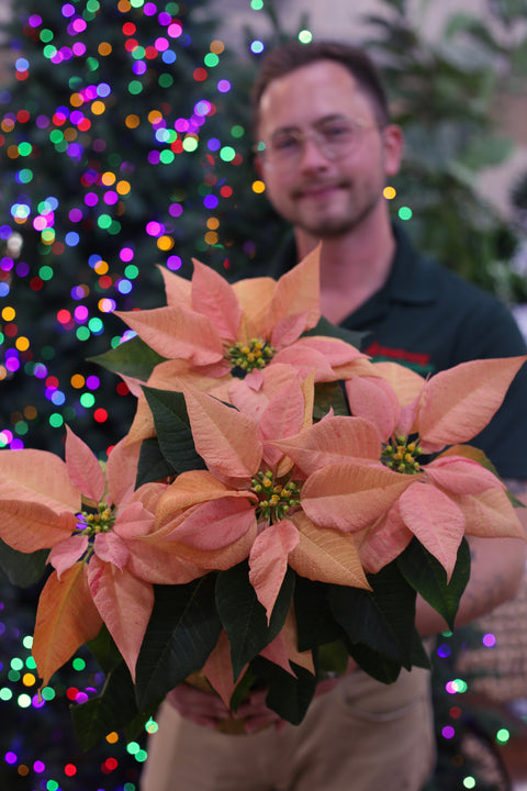 Poinsettia Candy Cinnamon