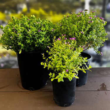 Polygala Petite Butterfly Bush