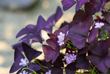 6 inch - Purple Oxalis with Pot cover