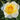 Quest for Zest Rose