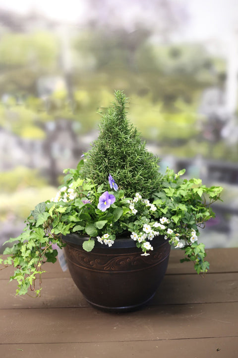 Rosemary Cone Planter with Ivy & Bacopa – 15"