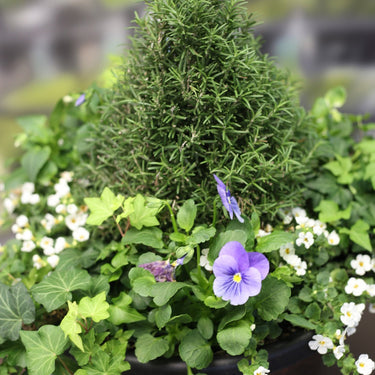 Rosemary Cone Planter with Ivy & Bacopa – 15"