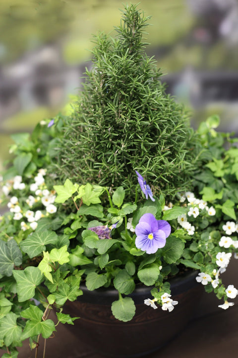 Rosemary Cone Planter with Ivy & Bacopa – 15"