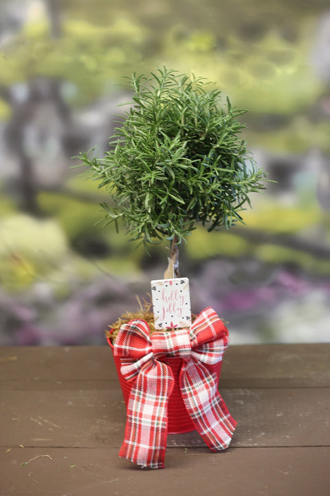 Rosemary Topiary in Red Tin – 6"