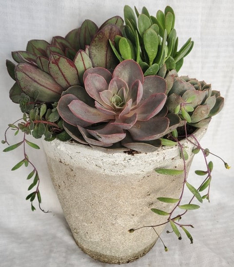 Rustic Round Italian Pot With Succulents - 9 inch