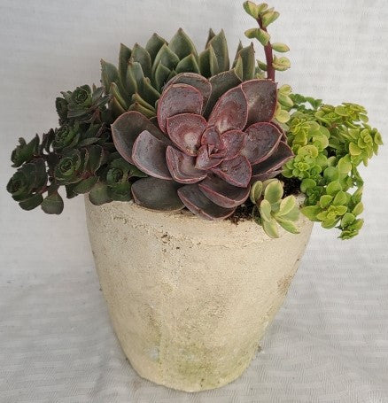 Rustic Round Aged Italian Pot with Succulents- 5 Inch