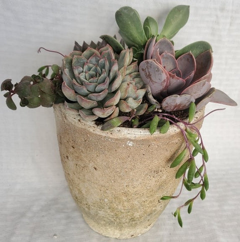 Rustic Round Aged Pot with Succulents - 7 Inch