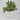 Sweet Ceramic Pot with Succulents - 6 Inch