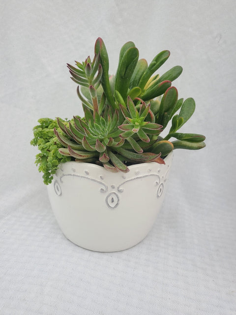 Sweet Ceramic Pot with Succulents - 6 Inch