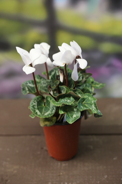Cyclamen - 4 inch