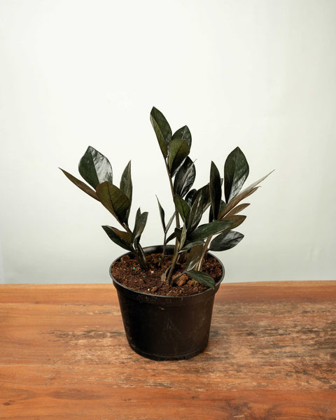 Zamioculcas Zamifolia Raven