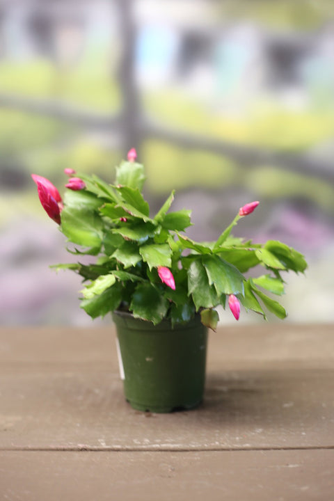 Christmas Cactus