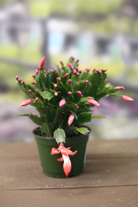 Christmas Cactus
