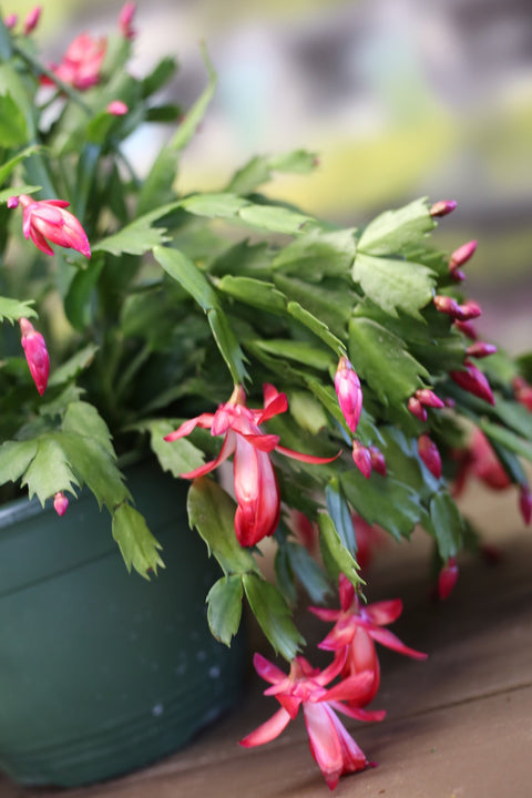 Christmas Cactus