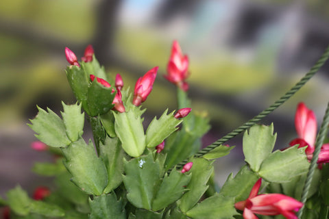 Christmas Cactus