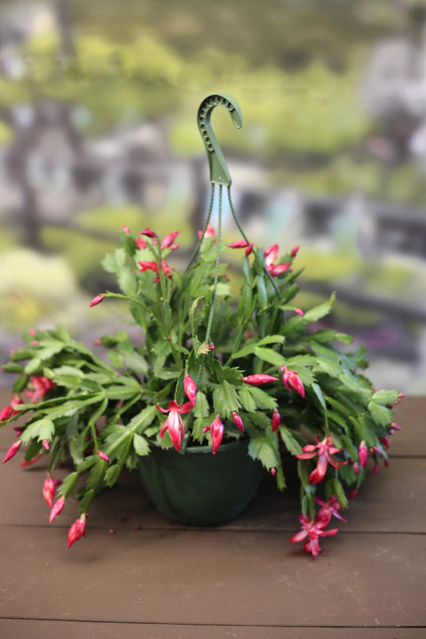 Christmas Cactus