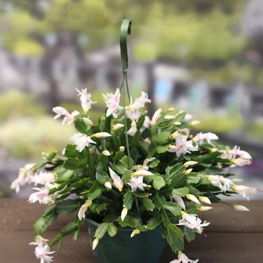 Christmas Cactus