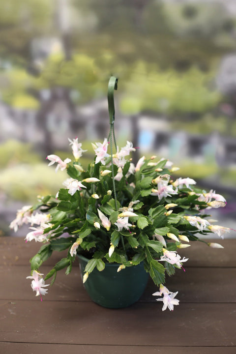Christmas Cactus