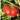 Beefmaster Tomato