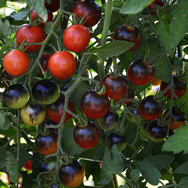 Midnight Snack Tomato