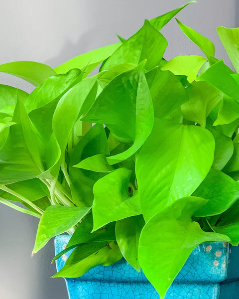 Pothos Bundle with Self-Watering Pot and Soil