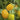 Sungold Tomato