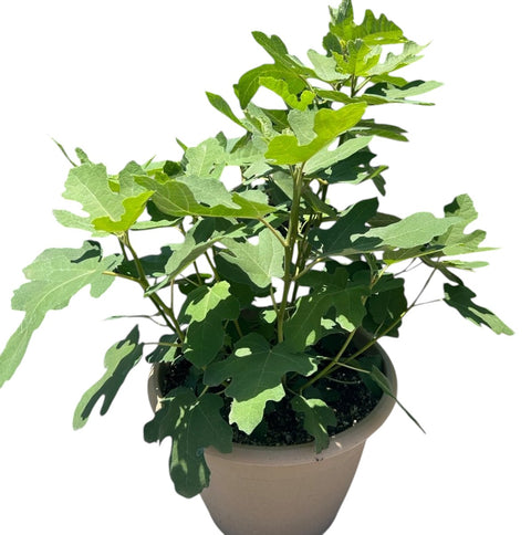 Fignomenal Dwarf Fig