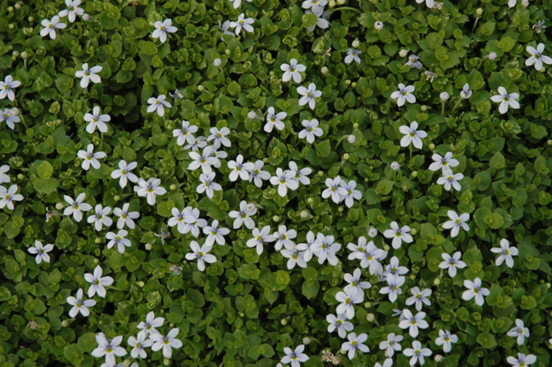 Isotoma Blue Star Creeper – Armstrong Garden Centers