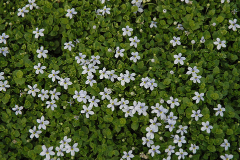 Isotoma Blue Star Creeper