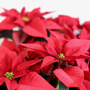 Poinsettia Red Color Bowl
