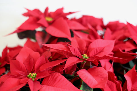 Poinsettia Red Color Bowl