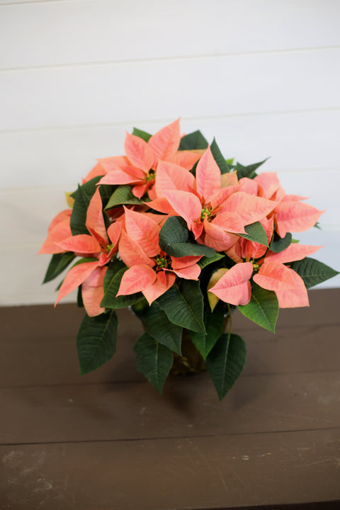 Poinsettia Pink Champagne