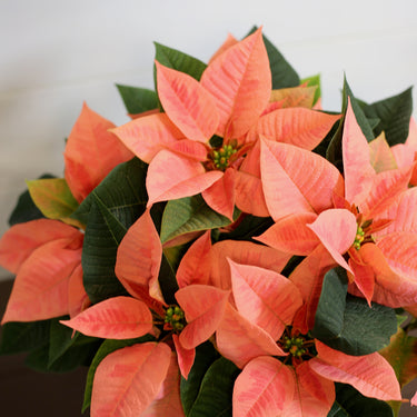 Poinsettia Pink Champagne