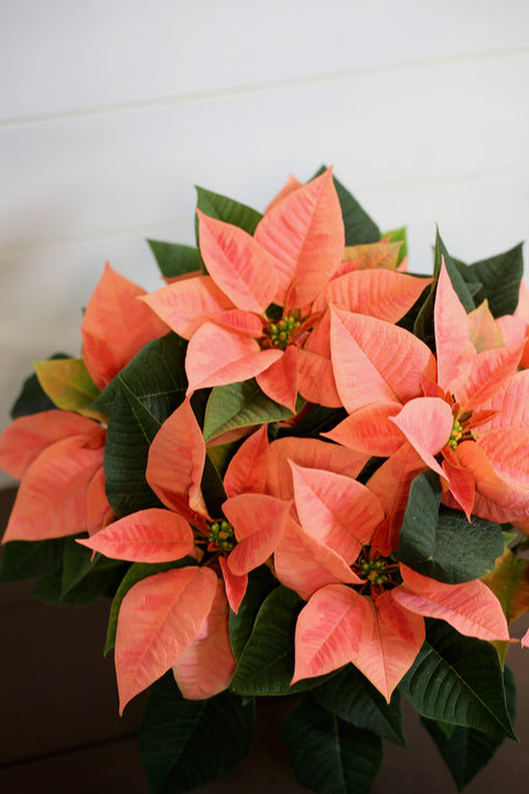 Poinsettia Pink Champagne