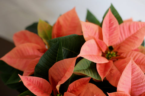 Poinsettia Pink Champagne