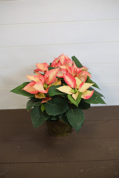 Poinsettia Ice Crystals