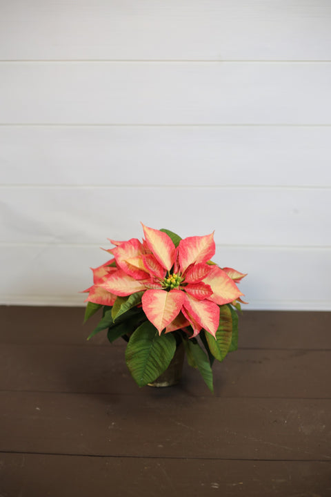 Poinsettia Ice Crystals