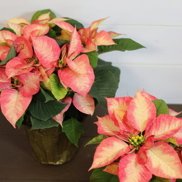 Poinsettia Ice Crystals